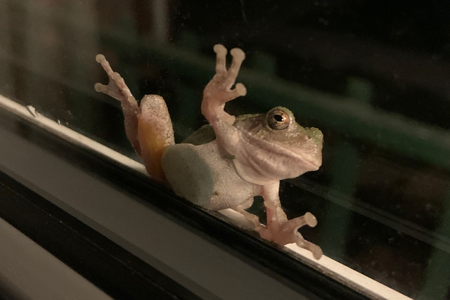 2021-08-25 Gray Tree Frog at Front Porch Window 01