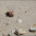Shells...