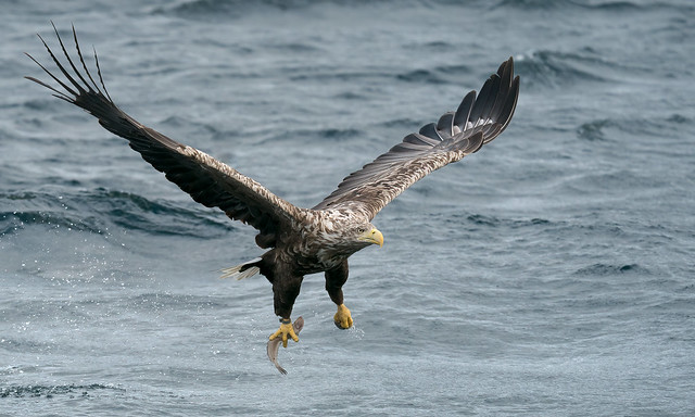 White tailed sea eagle with fish