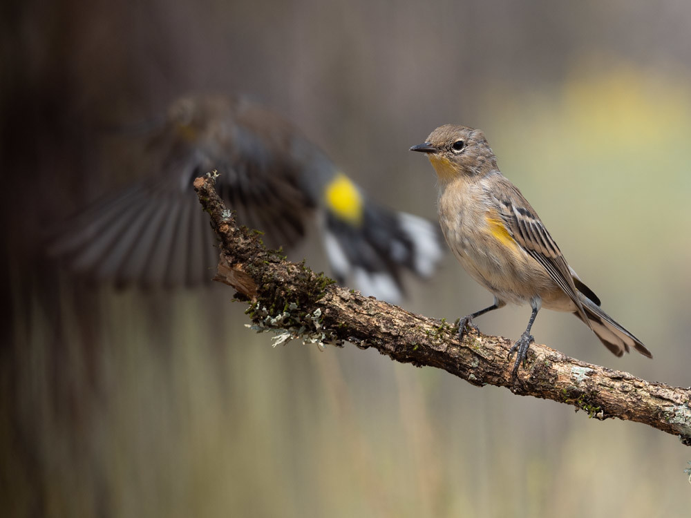 A lot going on...Yellow-rumped Warbler