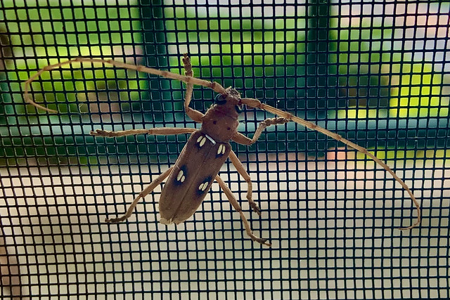 2021-07-27 Evangeline finds a bug! An Ivory Marked Longhorned Beetle