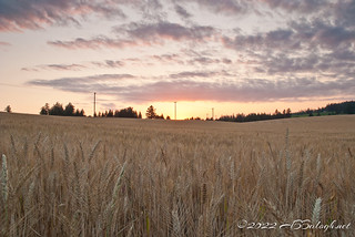 Wheat Field & Summer Sunset