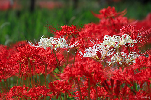Spider lily at Chinkokuji Temple