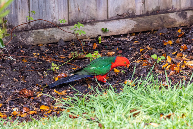 In today's rain, handsome male King Parrot visits our garden to forage for food