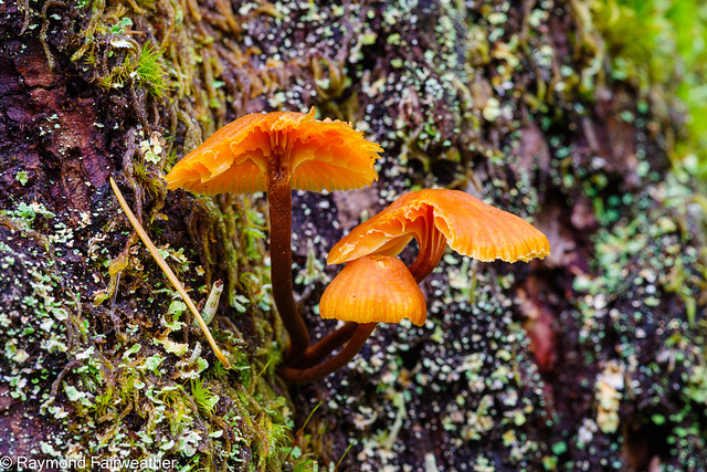 Mushroom Foto Season