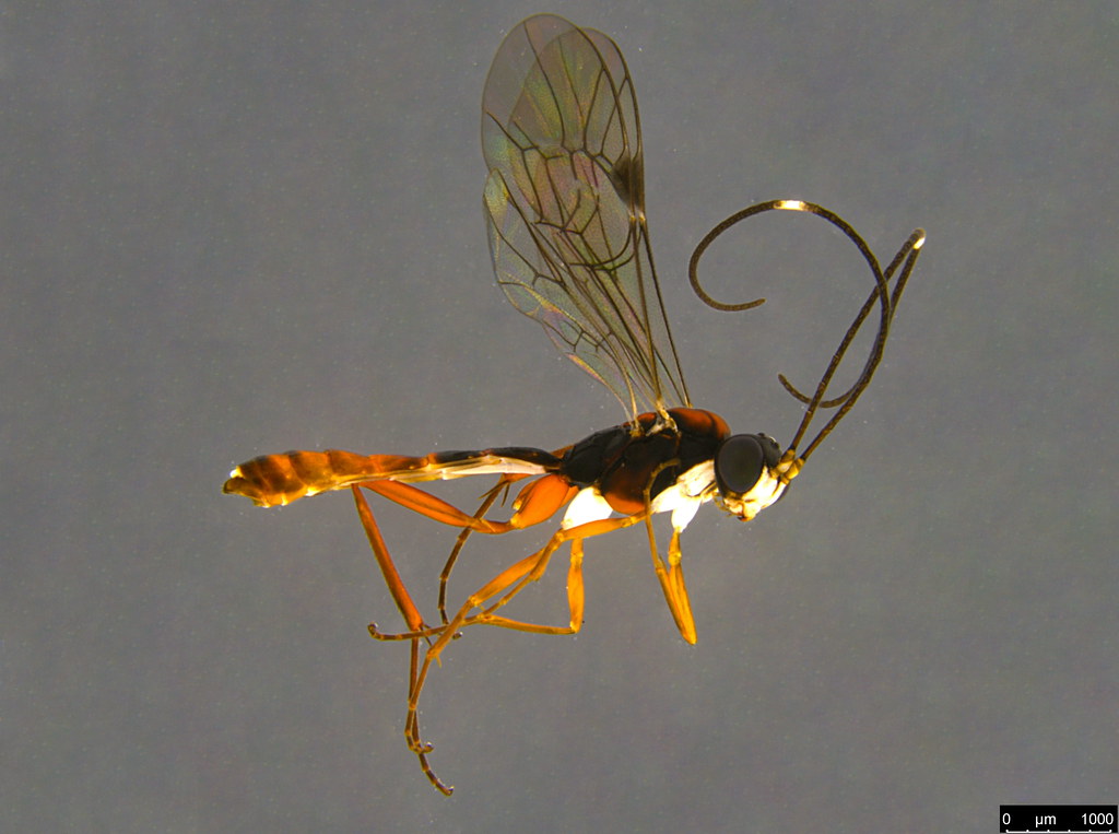 10a - Ichneumonidae sp.