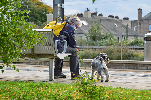Schnauzer & owner waiting for a Tram
