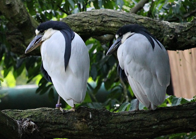 Southern boat-billed heron (Cochlearius cochlearius cochlearius)