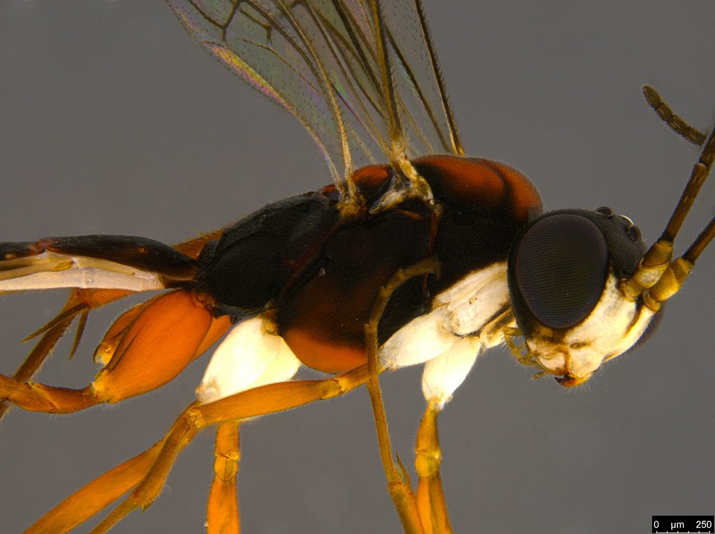 10b - Ichneumonidae sp.
