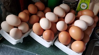 washed_eggs | by nemomrtnko-rpi0