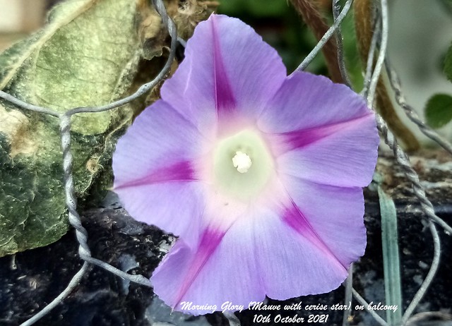Morning Glory (Mauve with cerise star) on balcony 10th October 2021