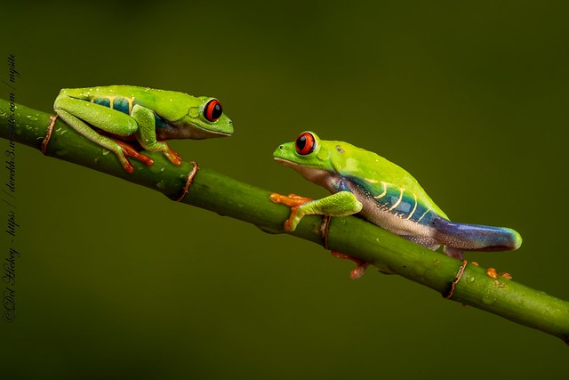 Red Eyed Tree Frogs (In Explore 13/10/21)