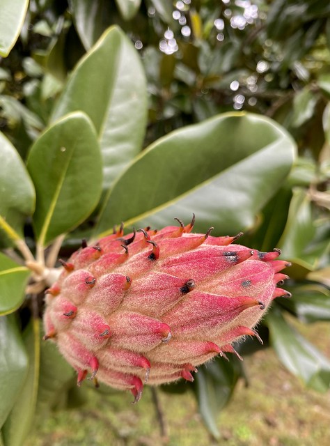 Magnolia cone