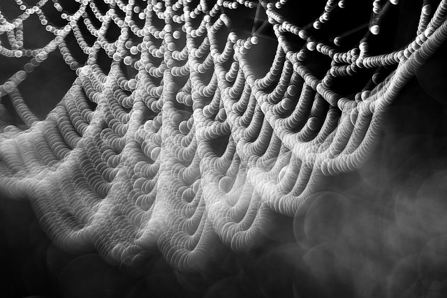 Bokeh of spider web