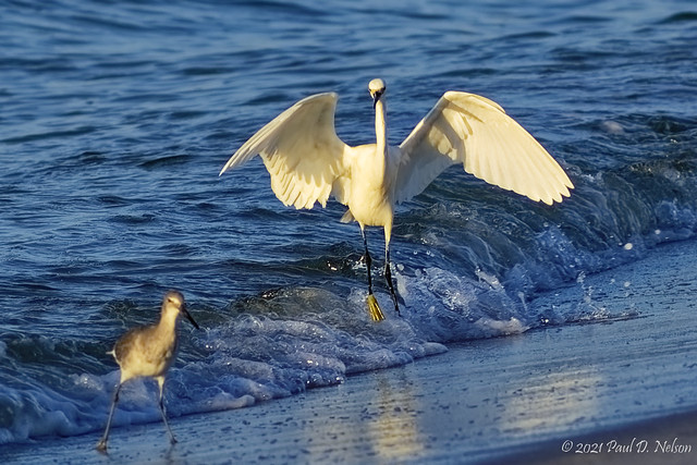 _PDN5698_Snowy Egret; Navarre Beach, Florida