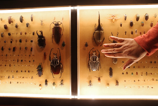 catacomb of beetles