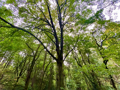 Tree canopy in Llandover Woods