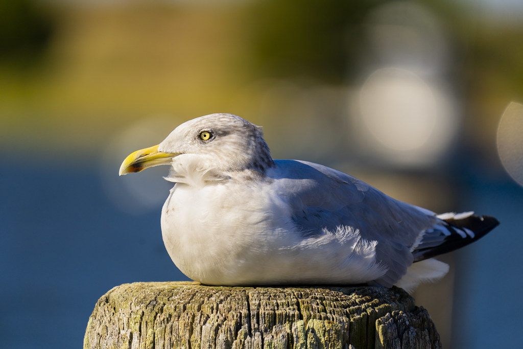 Seagull Basking in the afternoon sun