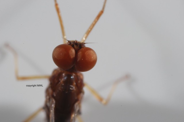 Mayfly/Ephemeroptera male - eye detail