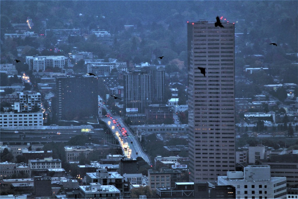 City Crows in the Rain