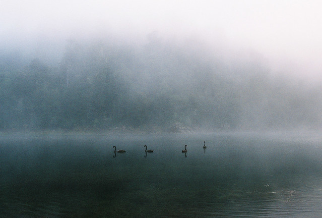 Morning mist on the lake