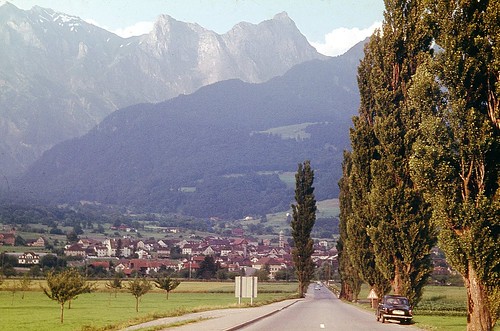 maienfeld graubünden schweiz suisse switzerland poplar trees simcaaronde 1966 eveninglight schesaplana