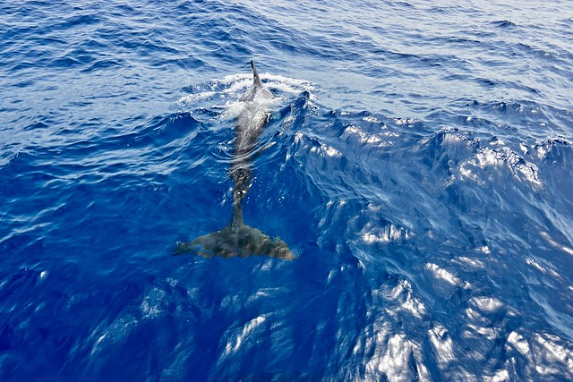 Whale near Tenerife