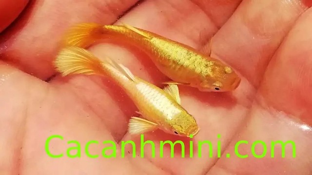 Cá bảy màu Full Gold Guppy hot nhất Việt Nam