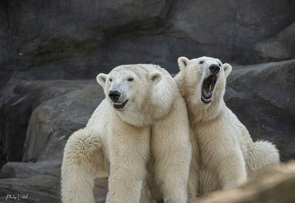 Ours polaires / Polar bears