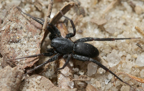 arthropod spider araneae corinnidae castianeira antmimicspider northcarolina sandhills weymouthwoods inaturalist canonef100mmf28macrousm arachtober