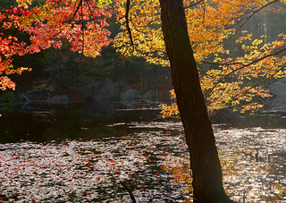 Leaves on Carter Pond
