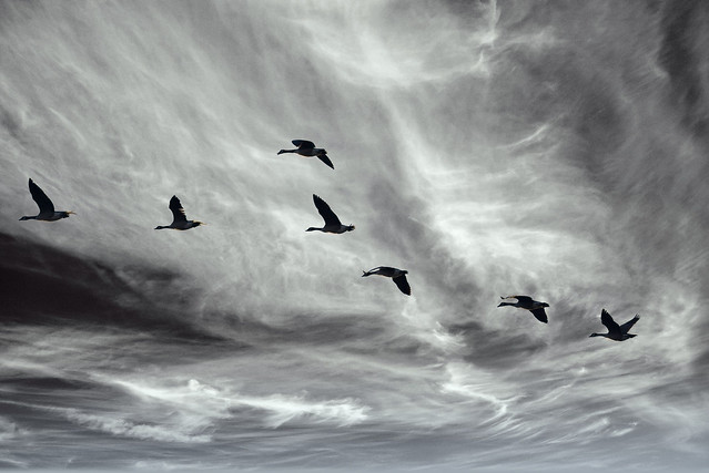 Flock in Flight