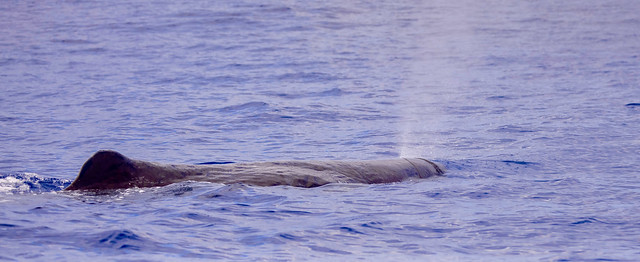 Sperm Whale or Cachalot (Physeter macrocephalus)