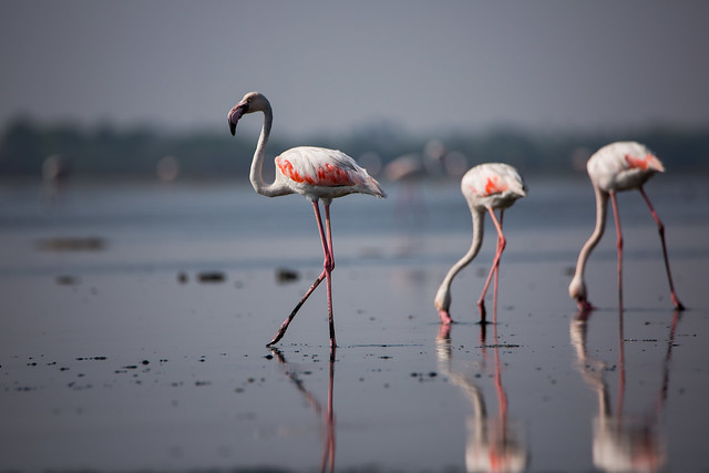 Flamingo | Pulicat