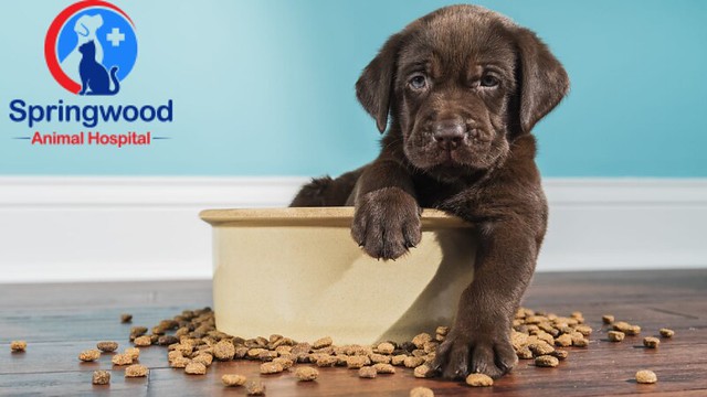 https://blog.swah.ca/2021/10/13/a-helpful-guide-for-dog-owners-regarding-diabetes-in-dogs/