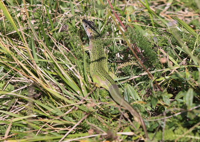Vestligt Smaragdfirben (Western green lizard / Lacerta bilineata)