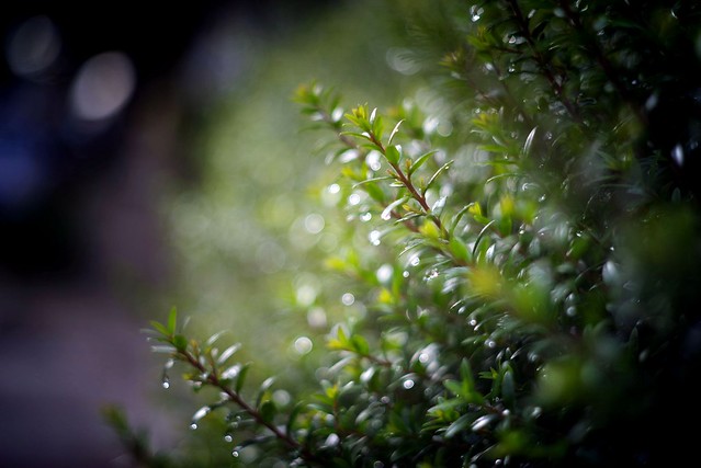 Takumar 58mm f2 - wet hedge