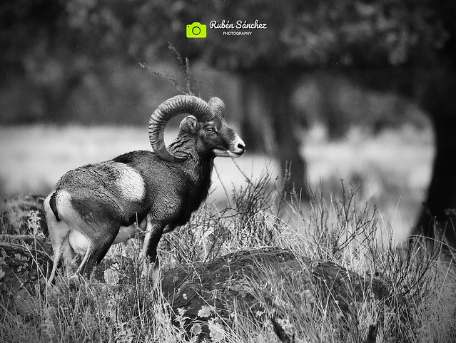 ✅ “ El silencio es cierto “ 🐏 Muflón Común ( Ovis orientalis musimon ) 📍Parque Nacional de Monfragüe, Extremadura.