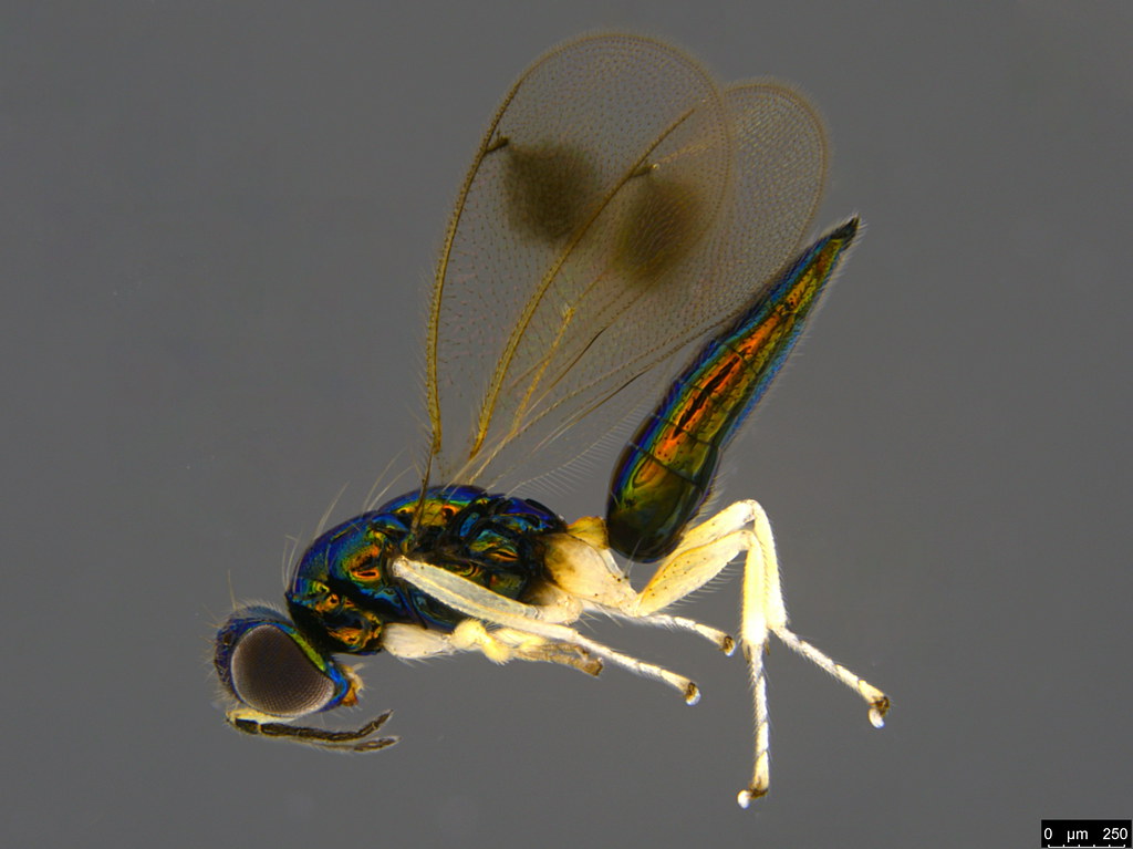 9b - Chalcidoidea sp.