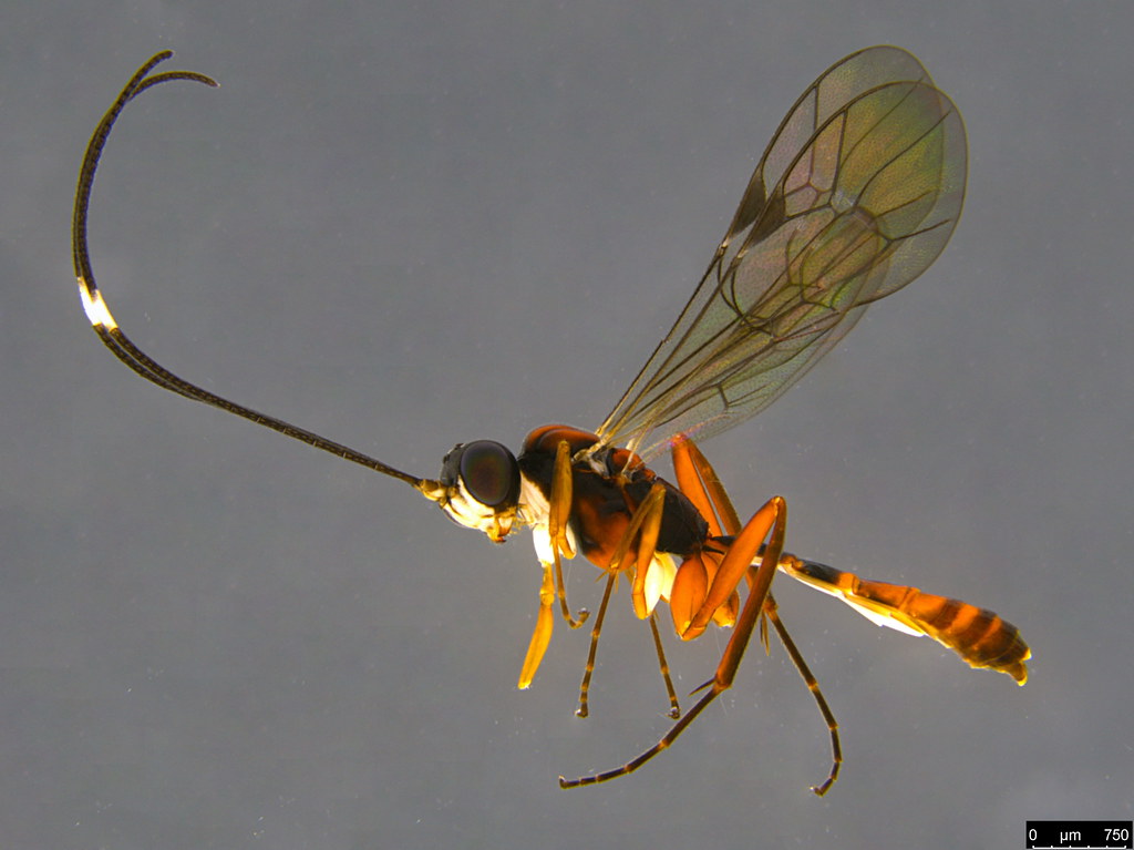 12a - Ichneumonidae sp.