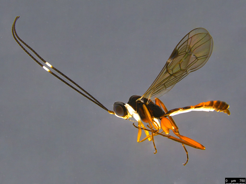 13a - Ichneumonidae sp.