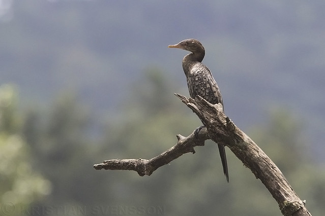 Long-tailed Cormorant (Microcarbo africauns africanus)