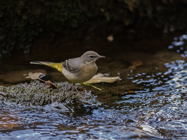 Grey Wagtail on the River Ure