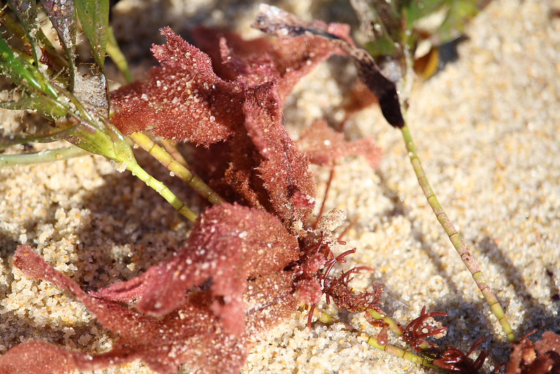 Red algae Sp (Thuretia quercifolia)