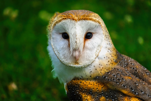 An amazing Barn Owl
