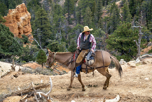 Mule train guide Bryce Canyon | by richardjack57