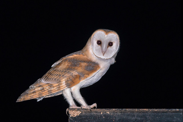 Tyto alba, Τυτώ, Barn owl