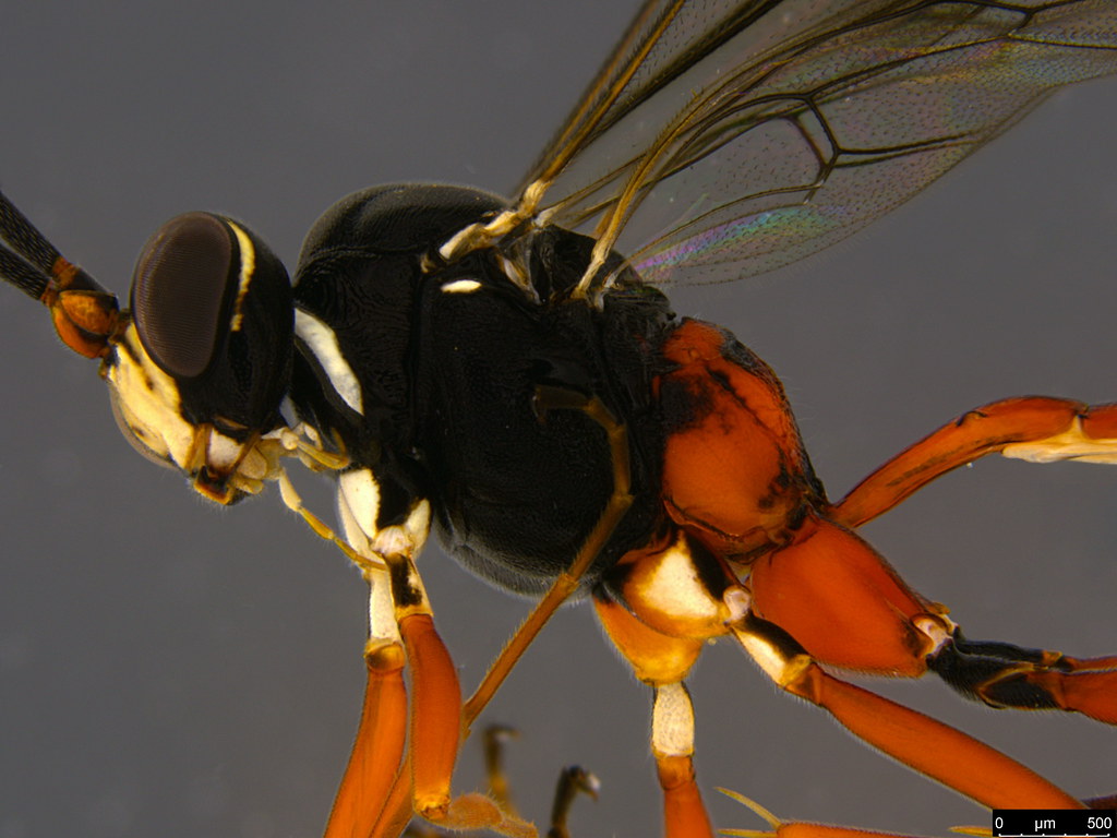 10b - Ichneumonidae sp.