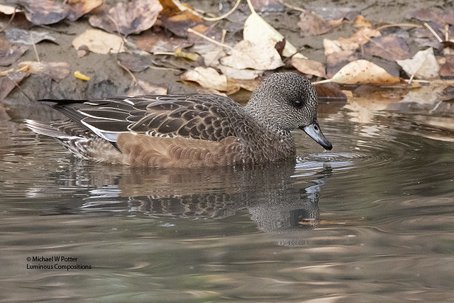 American Wigeon, autumn leaves