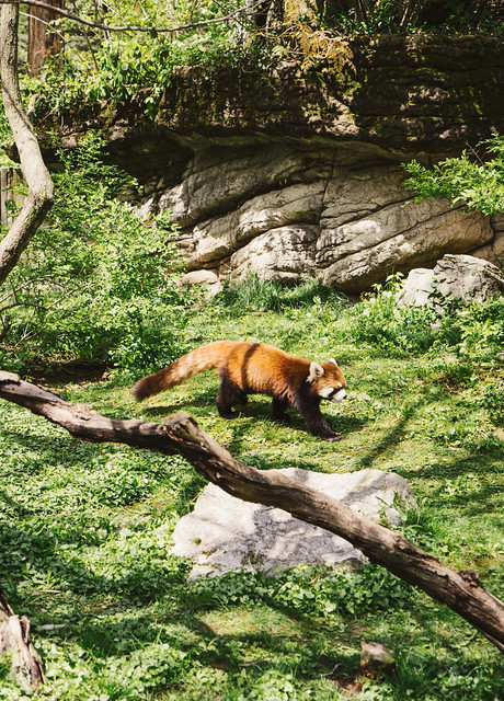 Red Pandas! | Cincinnati Zoo